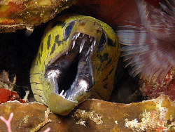 Moray, Lembeh by Doug Anderson 